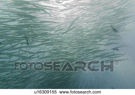 School of Barracuda fish swimming underwater, Santa Cruz Island, Galapagos Islands, Ecuador View Large Photo Image Stock Photography - School of Barracuda fish swimming underwater, Santa Cruz Island, Galapagos Islands, Ecuador. Fotosearch