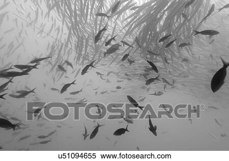 School of Barracuda fish swimming underwater, Santa Cruz Island, Galapagos Islands, Ecuador View Large Photo Image Stock Photography - School of Barracuda fish swimming underwater, Santa Cruz Island, Galapagos Islands, Ecuador. Fotosearch