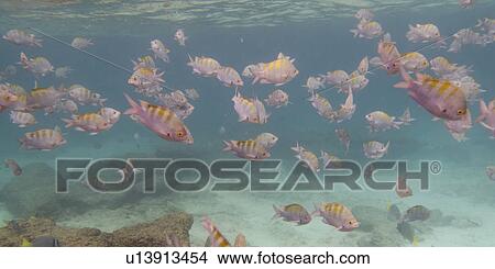 School of fish swimming underwater, Puerto Egas, Santiago Island, Galapagos Islands, Ecuador View Large Photo Image Picture - School of fish swimming underwater, Puerto Egas, Santiago Island, Galapagos Islands, Ecuador. Fotosearch