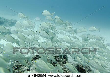 Picture - School of fish swimming underwater, Santa Cruz Island, Galapagos Islands, Ecuador. Fotosearch
