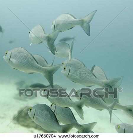Picture - School of fish swimming underwater, Santa Cruz Island, Galapagos Islands, Ecuador. Fotosearch