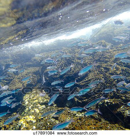Picture - School of fish swimming underwater, Puerto Egas, Santiago Island, Galapagos Islands, Ecuador. Fotosearch