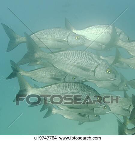School of fish swimming underwater, Santa Cruz Island, Galapagos Islands, Ecuador View Large Photo Image Picture - School of fish swimming underwater, Santa Cruz Island, Galapagos Islands, Ecuador. Fotosearch