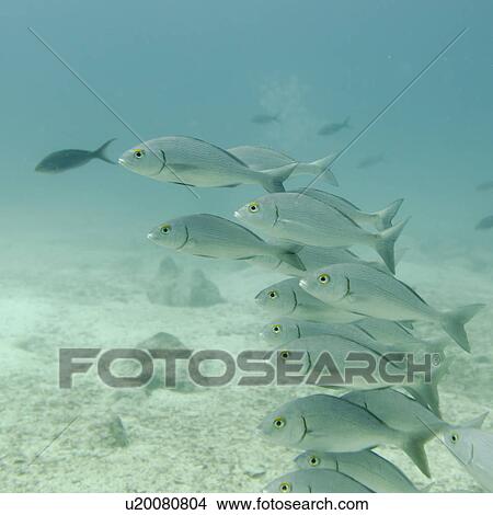 School of fish swimming underwater, Santa Cruz Island, Galapagos Islands, Ecuador View Large Photo Image Picture - School of fish swimming underwater, Santa Cruz Island, Galapagos Islands, Ecuador. Fotosearch