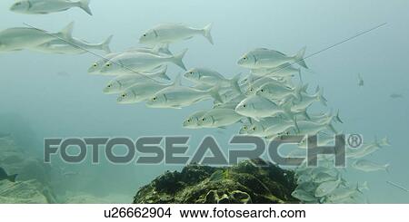Picture - School of fish swimming underwater, Santa Cruz Island, Galapagos Islands, Ecuador. Fotosearch