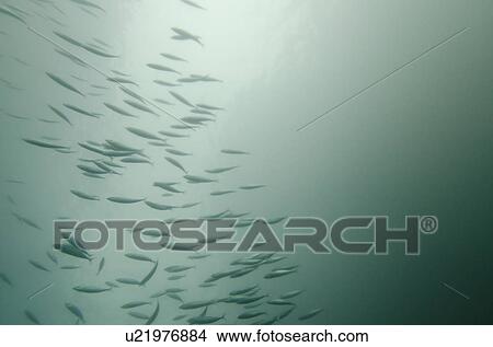 School of fish swimming underwater, San Cristobal Island, Galapagos Islands, Ecuador View Large Photo Image Picture - School of fish swimming underwater, San Cristobal Island, Galapagos Islands, Ecuador. Fotosearch