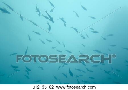 School of fish swimming underwater, San Cristobal Island, Galapagos Islands, Ecuador View Large Photo Image Stock Image - School of fish swimming underwater, San Cristobal Island, Galapagos Islands, Ecuador. Fotosearch