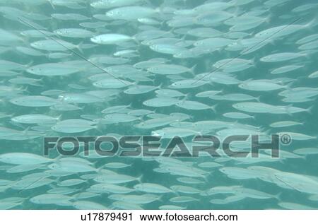 School of fish swimming underwater, San Cristobal Island, Galapagos Islands, Ecuador View Large Photo Image Stock Image - School of fish swimming underwater, San Cristobal Island, Galapagos Islands, Ecuador. Fotosearch