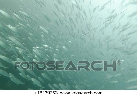 School of fish swimming underwater, San Cristobal Island, Galapagos Islands, Ecuador View Large Photo Image Stock Image - School of fish swimming underwater, San Cristobal Island, Galapagos Islands, Ecuador. Fotosearch
