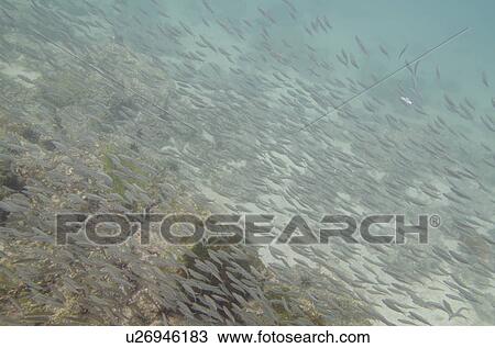 Stock Image - School of fish swimming underwater, San Cristobal Island, Galapagos Islands, Ecuador. Fotosearch