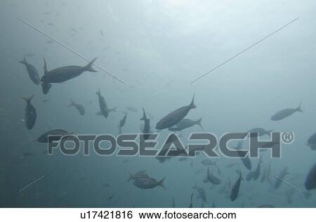 Stock Photograph - School of fish swimming underwater, San Cristobal Island, Galapagos Islands, Ecuador. Fotosearch