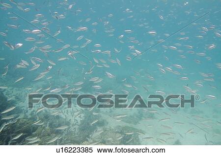 School of fish swimming underwater, San Cristobal Island, Galapagos Islands, Ecuador View Large Photo Image Stock Photography - School of fish swimming underwater, San Cristobal Island, Galapagos Islands, Ecuador. Fotosearch