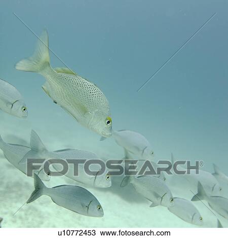Stock Image - School of fish swimming underwater, Santa Cruz Island, Galapagos Islands, Ecuador. Fotosearch