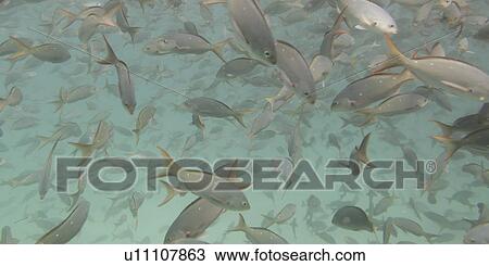 Stock Image - School of fish swimming underwater, Santa Cruz Island, Galapagos Islands, Ecuador. Fotosearch