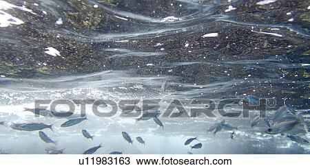 Stock Image - School of fish swimming underwater, Puerto Egas, Santiago Island, Galapagos Islands, Ecuador. Fotosearch