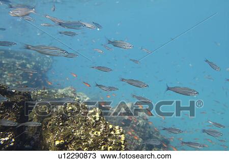 Stock Image - School of fish swimming underwater, Puerto Egas, Santiago Island, Galapagos Islands, Ecuador. Fotosearch