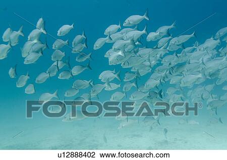 Stock Image - School of fish swimming underwater, Santa Cruz Island, Galapagos Islands, Ecuador. Fotosearch