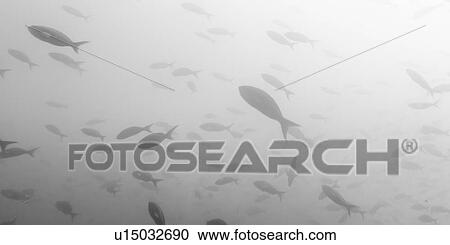 School of fish swimming underwater, Santa Cruz Island, Galapagos Islands, Ecuador View Large Photo Image Stock Image - School of fish swimming underwater, Santa Cruz Island, Galapagos Islands, Ecuador. Fotosearch