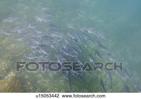 School of fish swimming underwater, Tagus Cove, Isabela Island, Galapagos Islands, Ecuador View Large Photo Image Stock Image - School of fish swimming underwater, Tagus Cove, Isabela Island, Galapagos Islands, Ecuador. Fotosearch