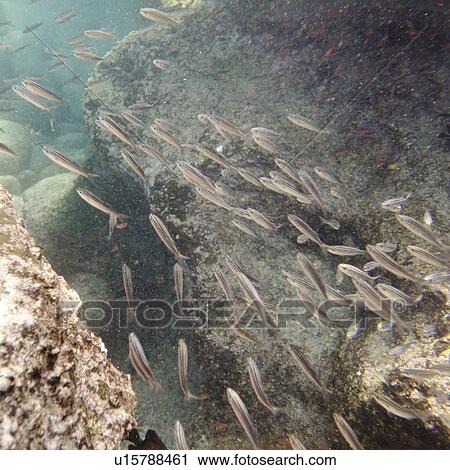 School of fish swimming underwater, Bartolome Island, Galapagos Islands, Ecuador View Large Photo Image Stock Image - School of fish swimming underwater, Bartolome Island, Galapagos Islands, Ecuador. Fotosearch