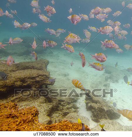 Stock Image - School of fish swimming underwater, Puerto Egas, Santiago Island, Galapagos Islands, Ecuador. Fotosearch