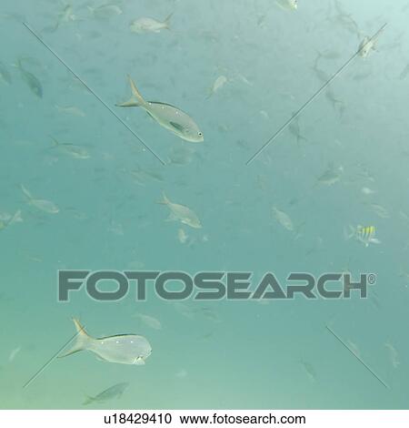 Stock Image - School of fish swimming underwater, Santa Cruz Island, Galapagos Islands, Ecuador. Fotosearch