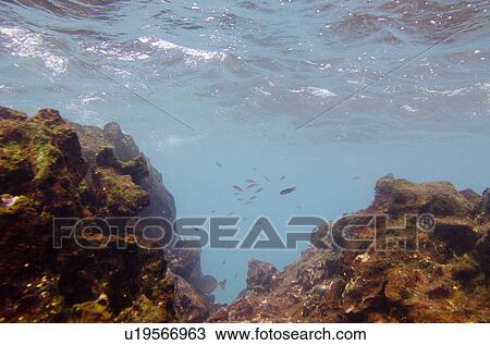 Stock Image - School of fish swimming underwater, Gardner Bay, Espanola Island, Galapagos Islands, Ecuador. Fotosearch
