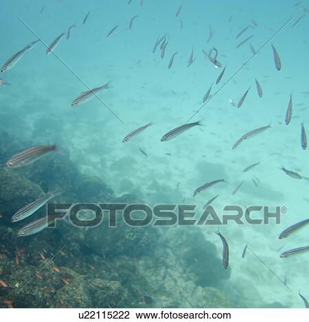 School of fish swimming underwater, Puerto Egas, Santiago Island, Galapagos Islands, Ecuador View Large Photo Image Stock Image - School of fish swimming underwater, Puerto Egas, Santiago Island, Galapagos Islands, Ecuador. Fotosearch