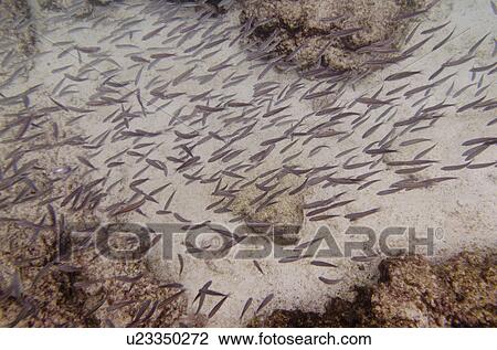 Stock Image - School of fish swimming underwater, Puerto Egas, Santiago Island, Galapagos Islands, Ecuador. Fotosearch