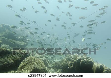 Stock Image - School of fish swimming underwater, Santa Cruz Island, Galapagos Islands, Ecuador. Fotosearch