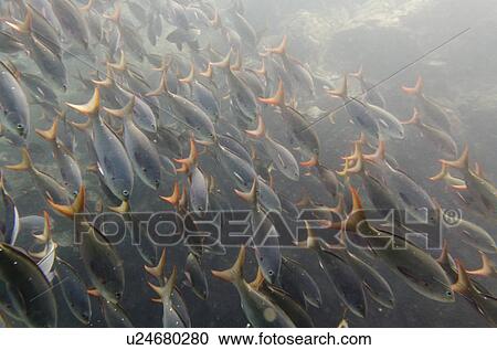 School of fish swimming underwater, Santa Cruz Island, Galapagos Islands, Ecuador View Large Photo Image Stock Image - School of fish swimming underwater, Santa Cruz Island, Galapagos Islands, Ecuador. Fotosearch