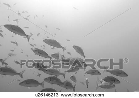 Stock Image - School of fish swimming underwater, Santa Cruz Island, Galapagos Islands, Ecuador. Fotosearch