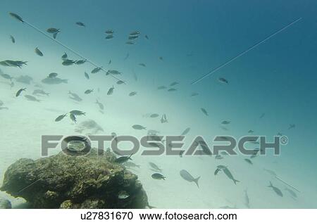 School of fish swimming underwater, Santa Cruz Island, Galapagos Islands, Ecuador View Large Photo Image Stock Image - School of fish swimming underwater, Santa Cruz Island, Galapagos Islands, Ecuador. Fotosearch