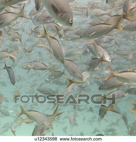 Stock Photo - School of fish swimming underwater, Santa Cruz Island, Galapagos Islands, Ecuador. Fotosearch