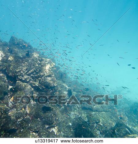 School of fish swimming underwater, Puerto Egas, Santiago Island, Galapagos Islands, Ecuador View Large Photo Image Stock Photo - School of fish swimming underwater, Puerto Egas, Santiago Island, Galapagos Islands, Ecuador. Fotosearch