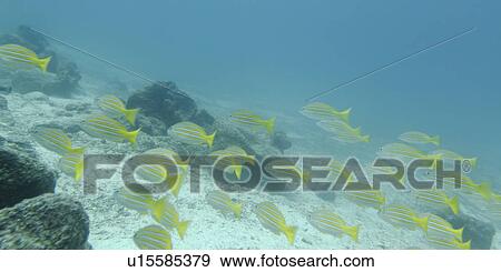 School of fish swimming underwater, Santa Cruz Island, Galapagos Islands, Ecuador View Large Photo Image Stock Photo - School of fish swimming underwater, Santa Cruz Island, Galapagos Islands, Ecuador. Fotosearch