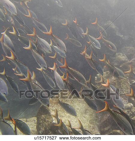 Stock Photo - School of fish swimming underwater, Santa Cruz Island, Galapagos Islands, Ecuador. Fotosearch