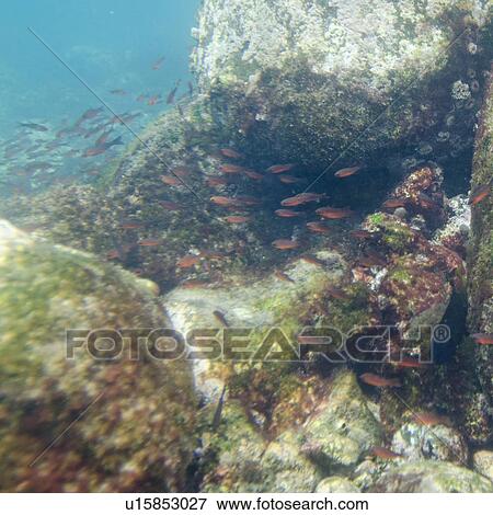 Stock Photo - School of fish swimming underwater, Puerto Egas, Santiago Island, Galapagos Islands, Ecuador. Fotosearch