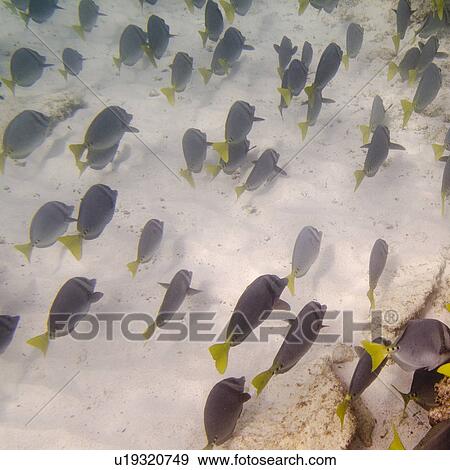 School of fish swimming underwater, Gardner Bay, Espanola Island, Galapagos Islands, Ecuador View Large Photo Image Stock Photo - School of fish swimming underwater, Gardner Bay, Espanola Island, Galapagos Islands, Ecuador. Fotosearch