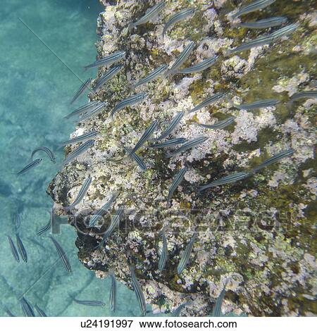 Stock Photo - School of fish swimming underwater, Bartolome Island, Galapagos Islands, Ecuador. Fotosearch