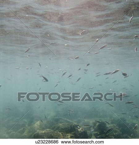 Stock Photograph - School of fish swimming underwater, Puerto Egas, Santiago Island, Galapagos Islands, Ecuador. Fotosearch