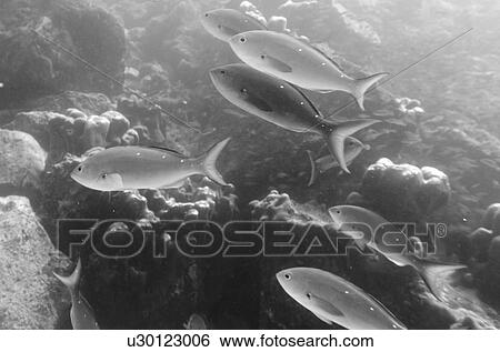 Stock Photograph - School of fish swimming underwater, Santa Cruz Island, Galapagos Islands, Ecuador. Fotosearch