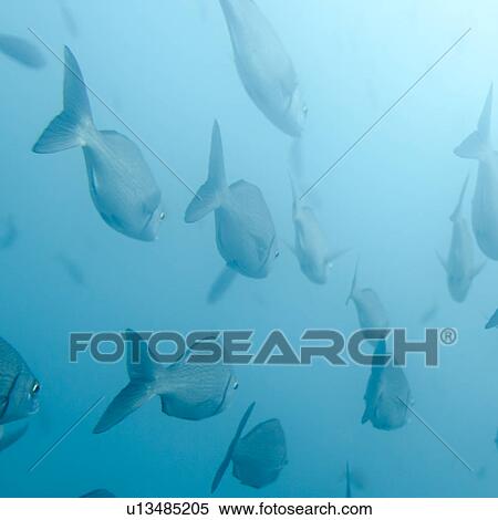 School of fish swimming underwater, Santa Cruz Island, Galapagos Islands, Ecuador View Large Photo Image Stock Photography - School of fish swimming underwater, Santa Cruz Island, Galapagos Islands, Ecuador. Fotosearch