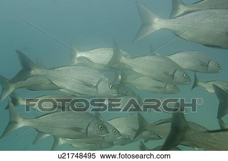 Stock Photography - School of fish swimming underwater, Santa Cruz Island, Galapagos Islands, Ecuador. Fotosearch