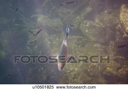 Stock Photography - School of Parrotfish swimming underwater, Darwin Bay, Genovesa Island, Galapagos Islands, Ecuador. Fotosearch