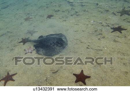 School of starfish with a stingray underwater, Bartolome Island, Galapagos Islands, Ecuador View Large Photo Image Stock Image - School of starfish with a stingray underwater, Bartolome Island, Galapagos Islands, Ecuador. Fotosearch