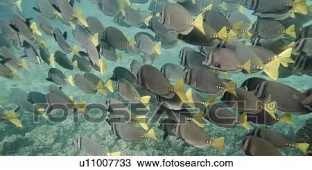 Stock Image - School of Surgeon fish (Zebrasoma flavescens) swimming underwater, Puerto Egas, Santiago Island, Galapagos Islands, Ecuador. Fotosearch