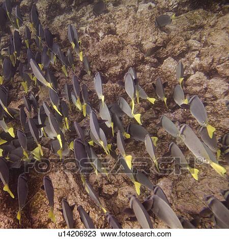 Stock Image - School of Surgeon fish (Zebrasoma flavescens) swimming underwater, Puerto Egas, Santiago Island, Galapagos Islands, Ecuador. Fotosearch