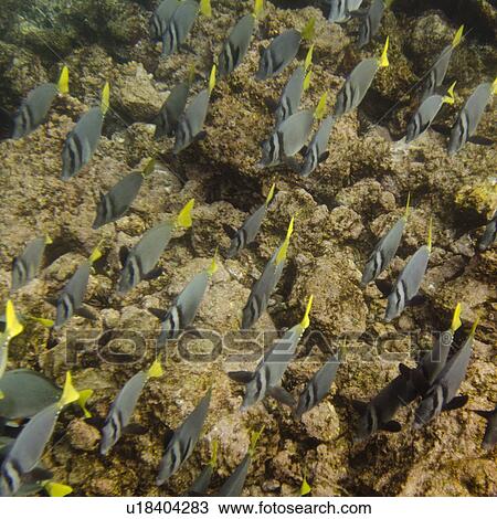 School of Surgeon fish (Zebrasoma flavescens) swimming underwater, Puerto Egas, Santiago Island, Galapagos Islands, Ecuador View Large Photo Image Stock Image - School of Surgeon fish (Zebrasoma flavescens) swimming underwater, Puerto Egas, Santiago Island, Galapagos Islands, Ecuador. Fotosearch