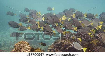 Stock Photo - School of Surgeon fish (Zebrasoma flavescens) swimming underwater, Puerto Egas, Santiago Island, Galapagos Islands, Ecuador. Fotosearch
